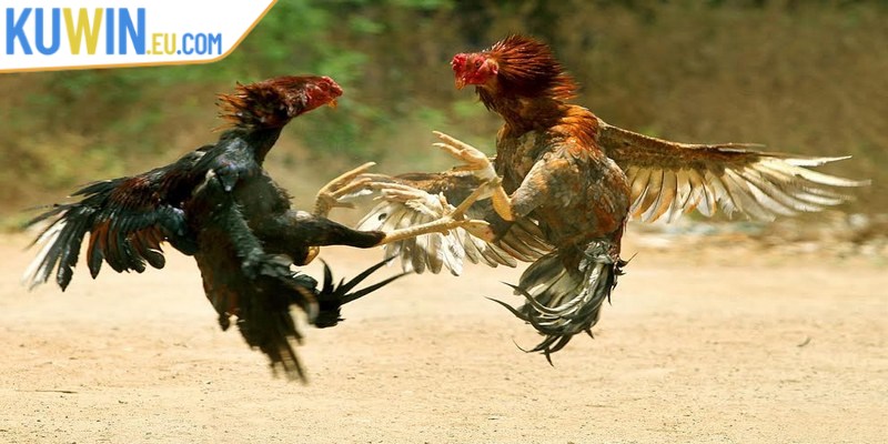 Đá gà Kuwin là một cách cá cược trực tuyến